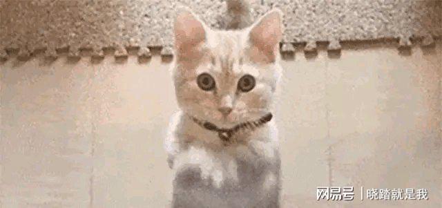 _郭晶晶接的代言赚多少钱_郭晶晶代言费用