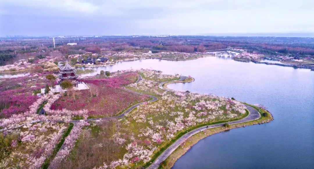 梅花上海_2021上海梅花_