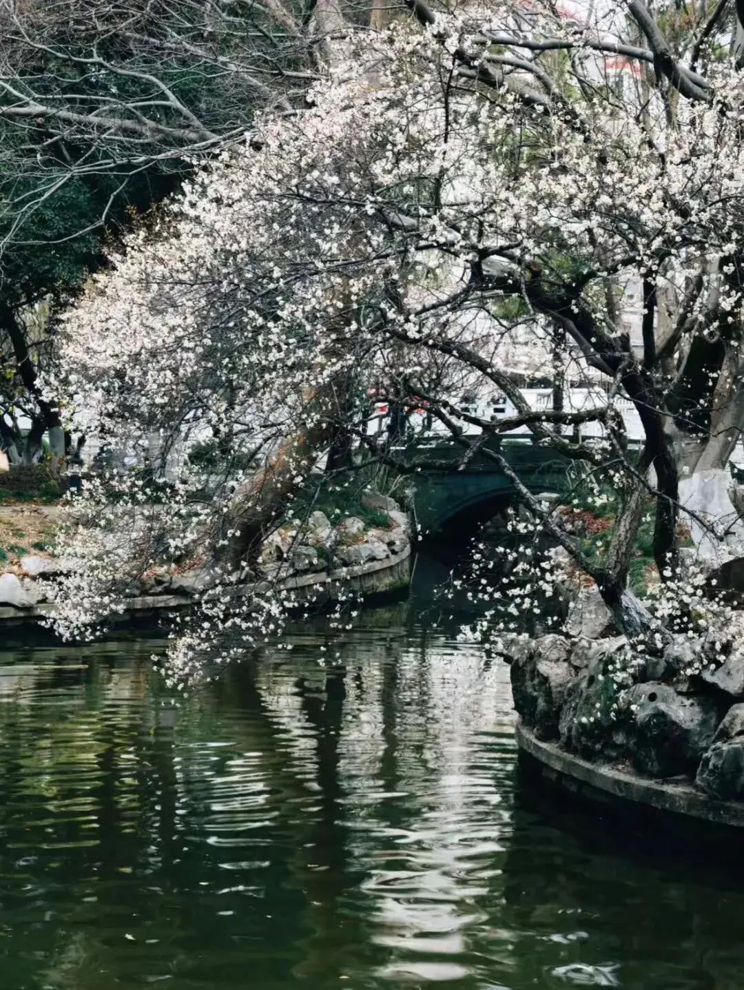 _梅花上海_2021上海梅花