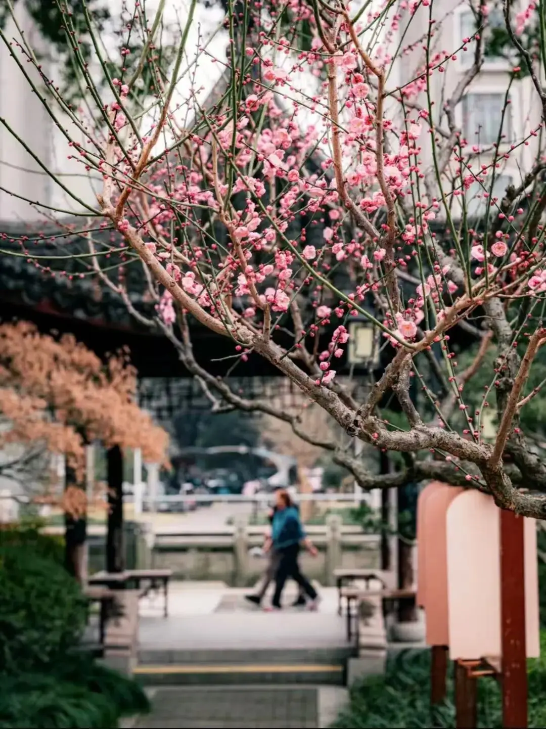 梅花上海__2021上海梅花
