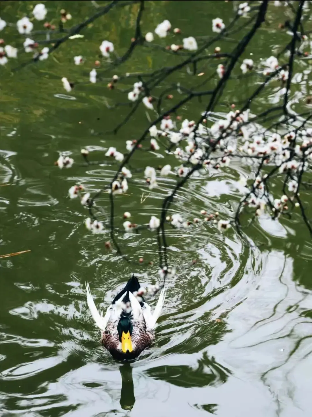 2021上海梅花_梅花上海_