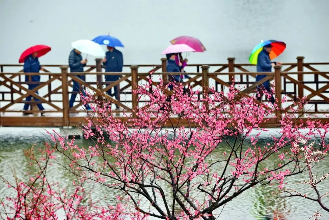 _梅花上海_2021上海梅花