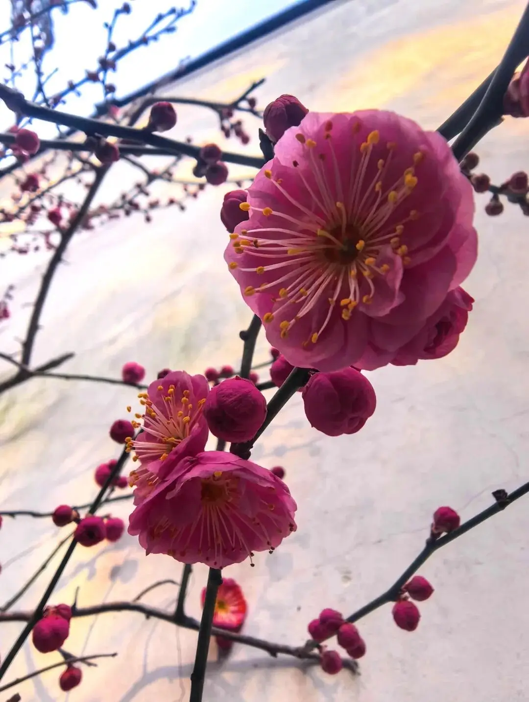 2021上海梅花_梅花上海_