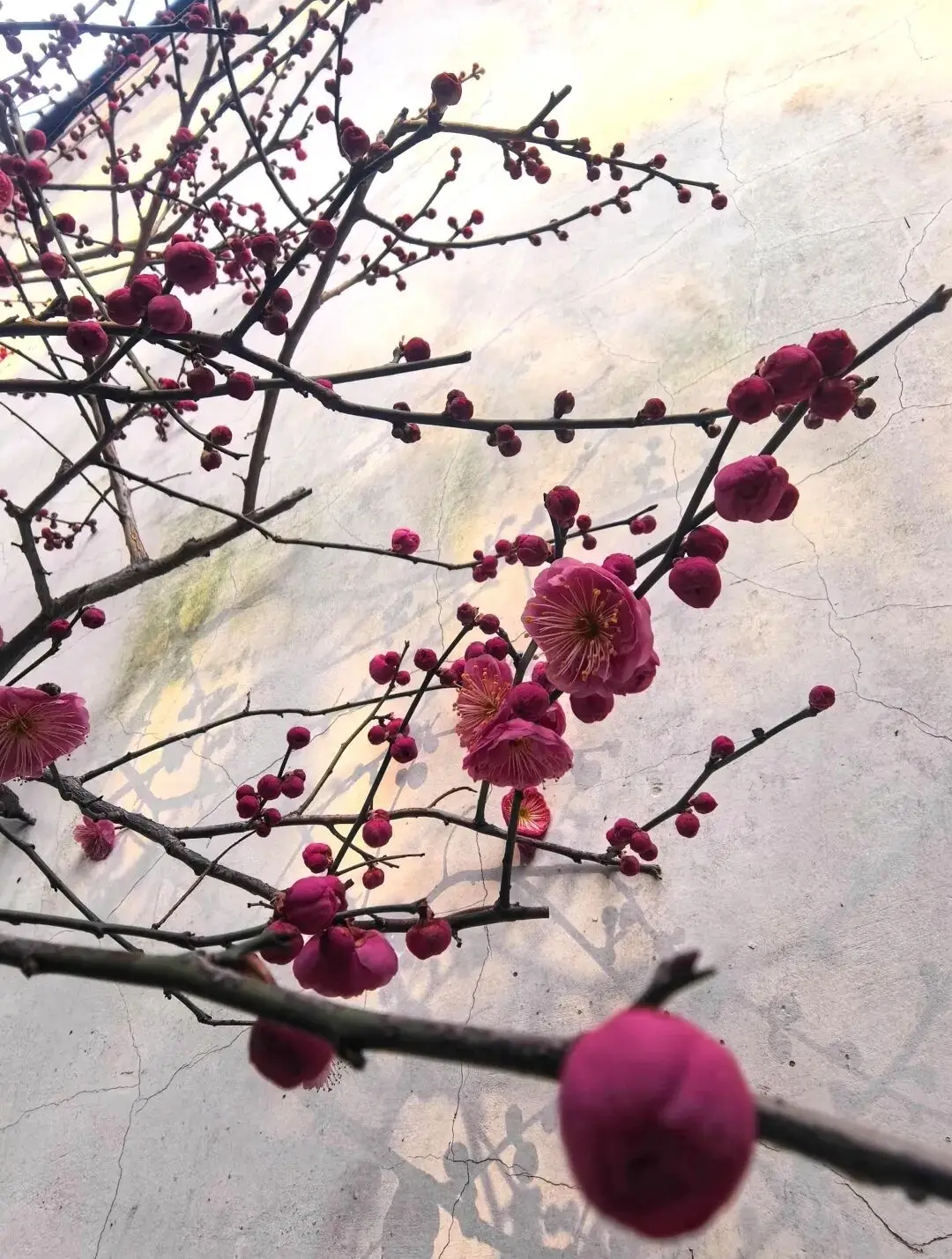 2021上海梅花_梅花上海_