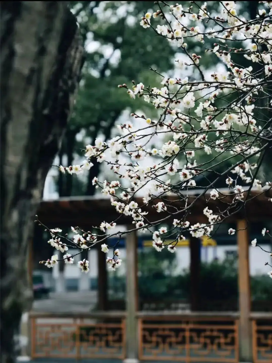 _梅花上海_2021上海梅花