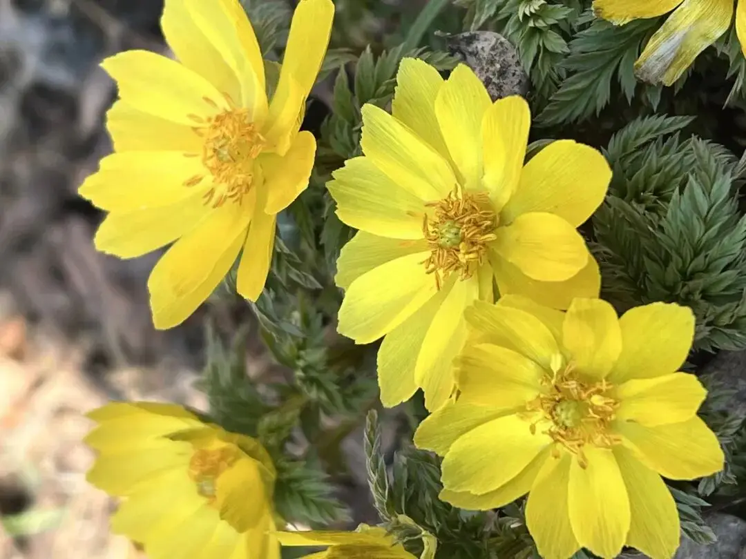 去关山，赏“雪莲”