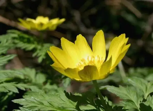 去关山，赏“雪莲”_去关山，赏“雪莲”_