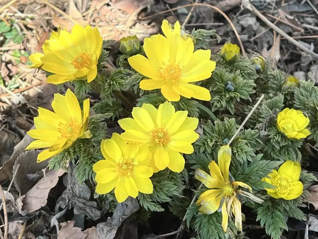_去关山，赏“雪莲”_去关山，赏“雪莲”