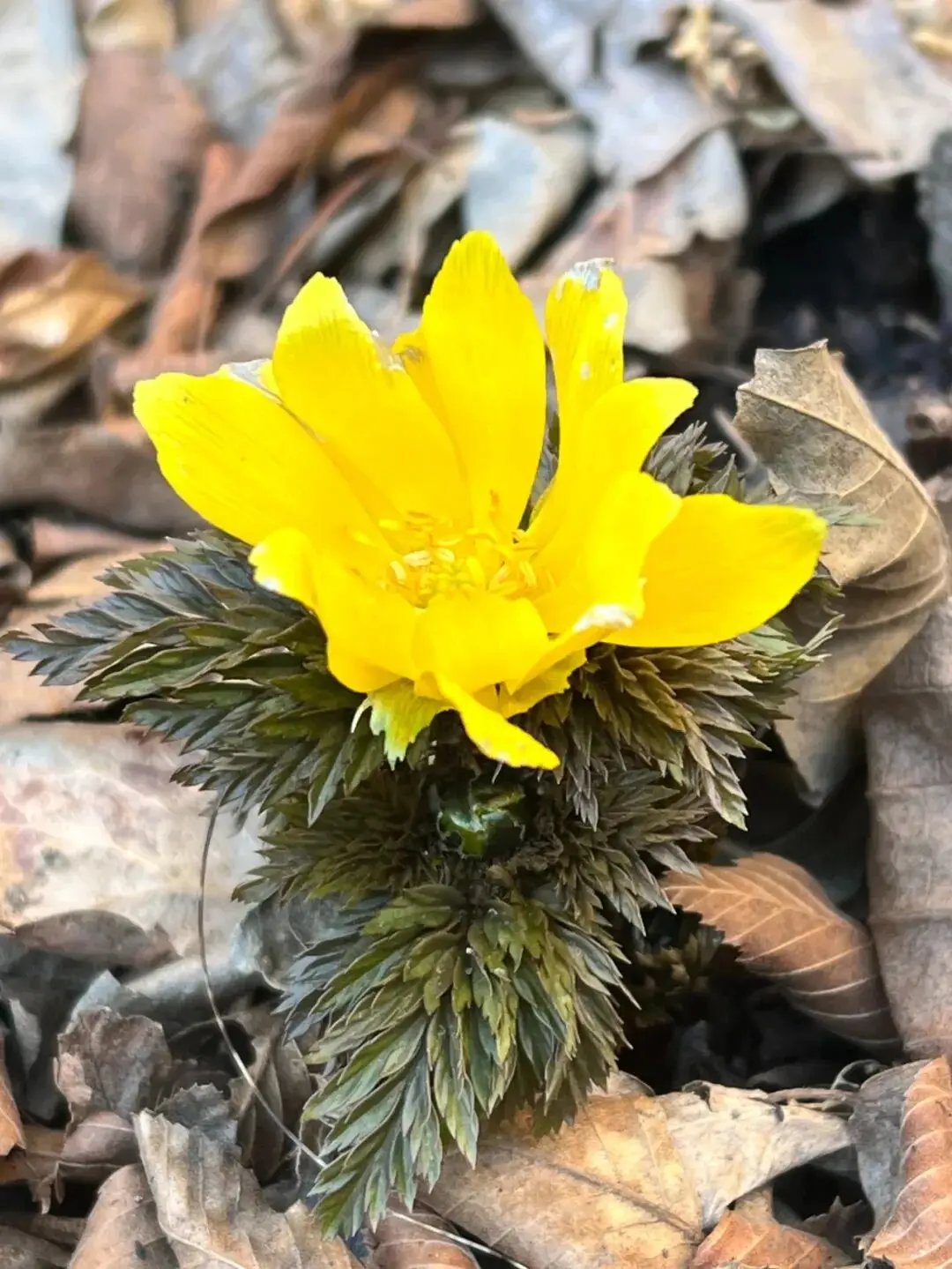 去关山，赏“雪莲”_去关山，赏“雪莲”_