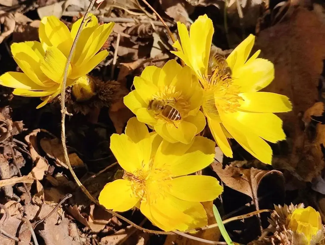 _去关山，赏“雪莲”_去关山，赏“雪莲”
