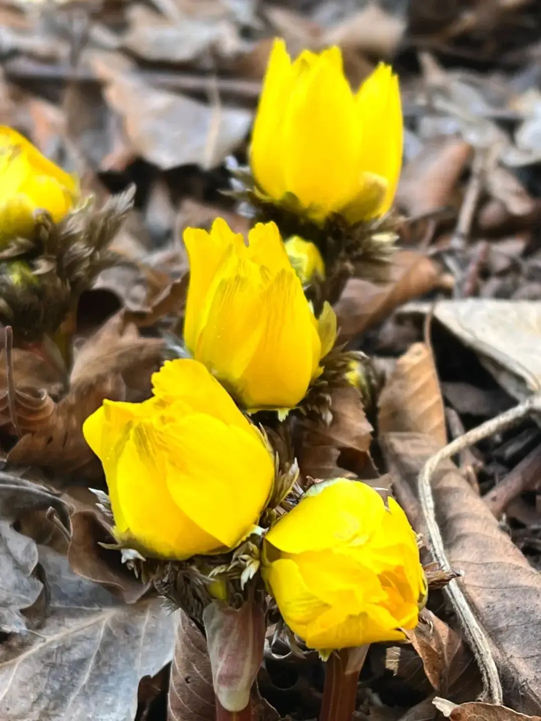 _去关山，赏“雪莲”_去关山，赏“雪莲”