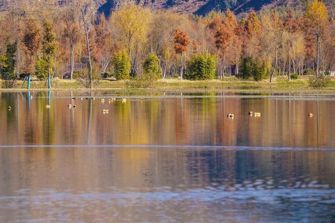 _茈碧湖的最美观景台就在马路边，不仅视野开阔，还有各种水鸟出没_茈碧湖的最美观景台就在马路边，不仅视野开阔，还有各种水鸟出没