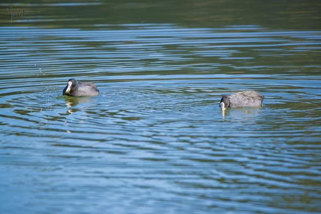 _茈碧湖的最美观景台就在马路边，不仅视野开阔，还有各种水鸟出没_茈碧湖的最美观景台就在马路边，不仅视野开阔，还有各种水鸟出没