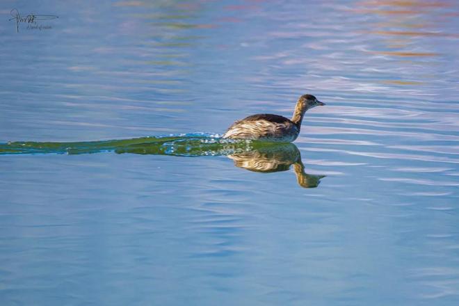 茈碧湖的最美观景台就在马路边，不仅视野开阔，还有各种水鸟出没_茈碧湖的最美观景台就在马路边，不仅视野开阔，还有各种水鸟出没_