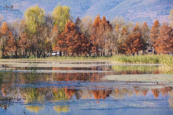 茈碧湖的最美观景台就在马路边，不仅视野开阔，还有各种水鸟出没_茈碧湖的最美观景台就在马路边，不仅视野开阔，还有各种水鸟出没_