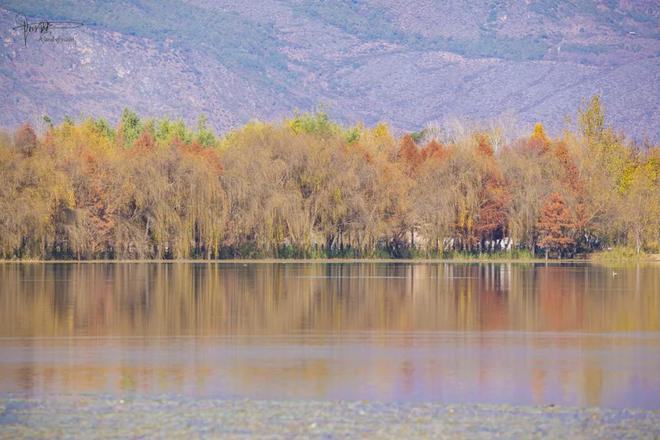_茈碧湖的最美观景台就在马路边，不仅视野开阔，还有各种水鸟出没_茈碧湖的最美观景台就在马路边，不仅视野开阔，还有各种水鸟出没