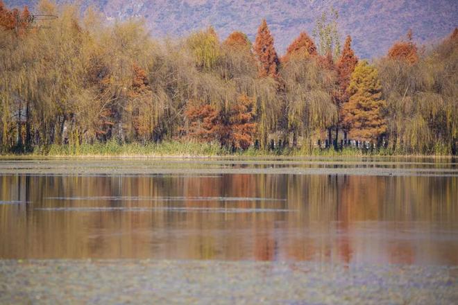 茈碧湖的最美观景台就在马路边，不仅视野开阔，还有各种水鸟出没_茈碧湖的最美观景台就在马路边，不仅视野开阔，还有各种水鸟出没_