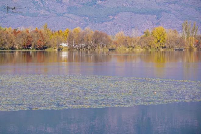 茈碧湖的最美观景台就在马路边，不仅视野开阔，还有各种水鸟出没_茈碧湖的最美观景台就在马路边，不仅视野开阔，还有各种水鸟出没_