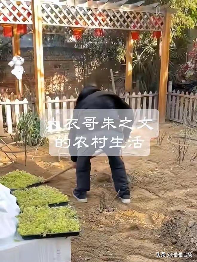 凤凰掉进鸡群__凤凰少女跳楼真相调查