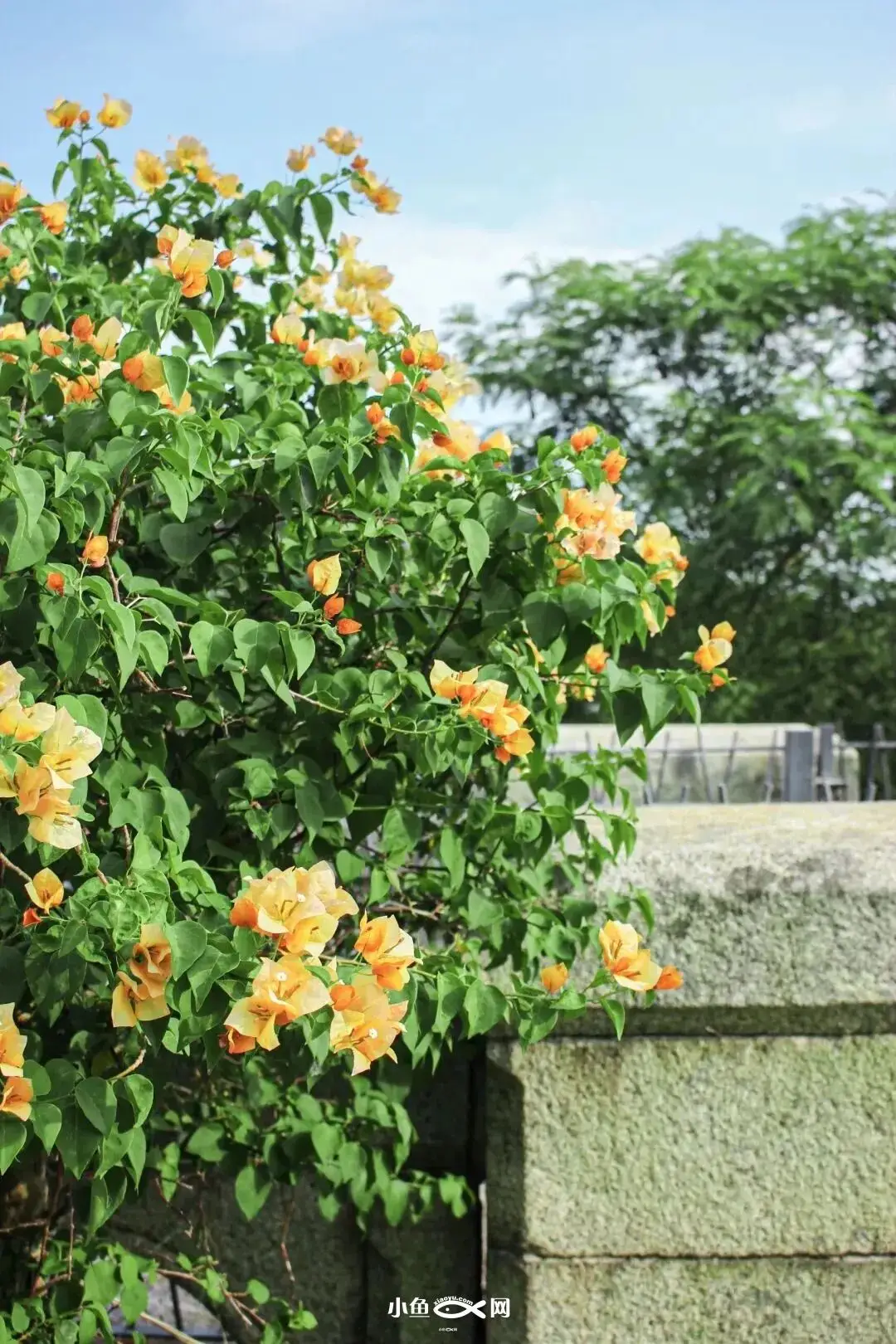 _厦门踏青好去处_厦门踏青赏花