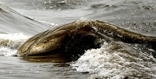 钱塘江潮水方向_钱塘江大潮的方向_