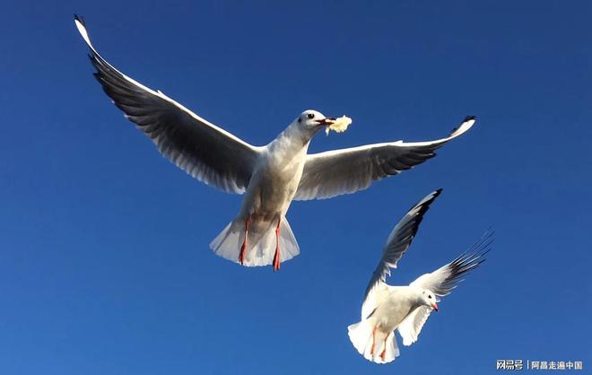 云南小镇四合院出售信息__云南四合院