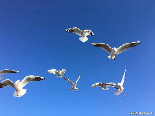 云南四合院__云南小镇四合院出售信息