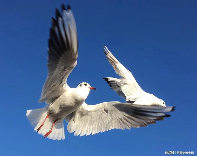 _云南小镇四合院出售信息_云南四合院