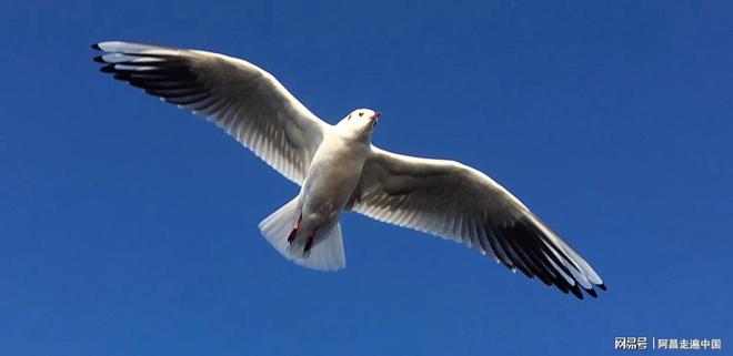 _云南四合院_云南小镇四合院出售信息