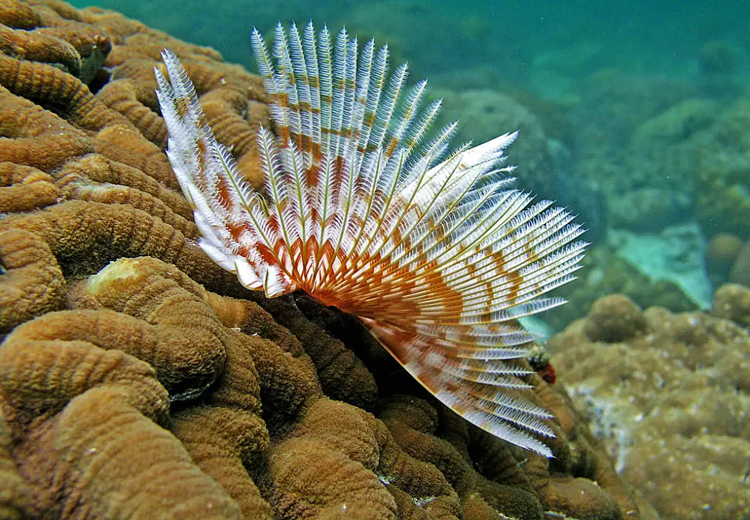 帕劳对中国免签吗__帕劳水母湖关闭12月