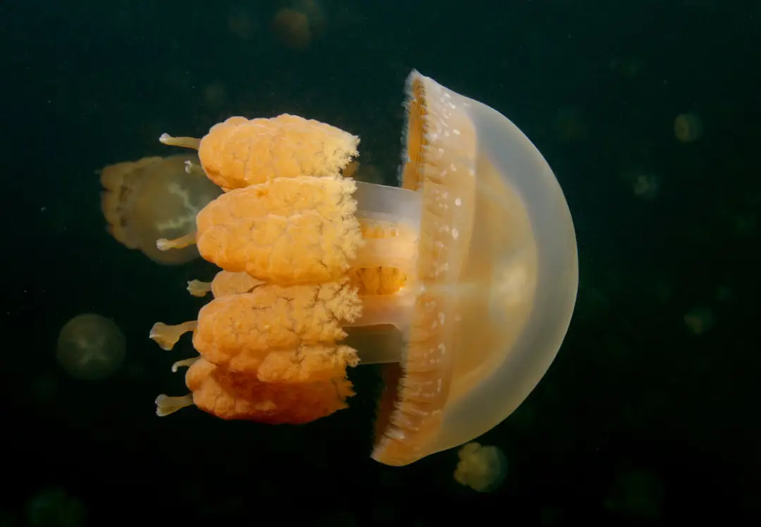 帕劳水母湖关闭12月__帕劳对中国免签吗