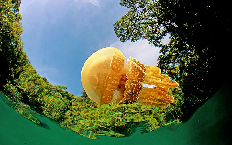 _帕劳对中国免签吗_帕劳水母湖关闭12月