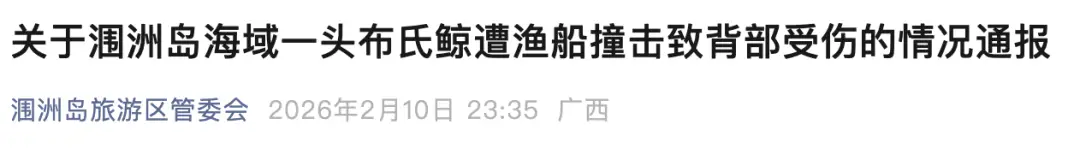 官方通报“涠洲岛网红鲸鱼‘刀疤哥’被撞”：将深入调查