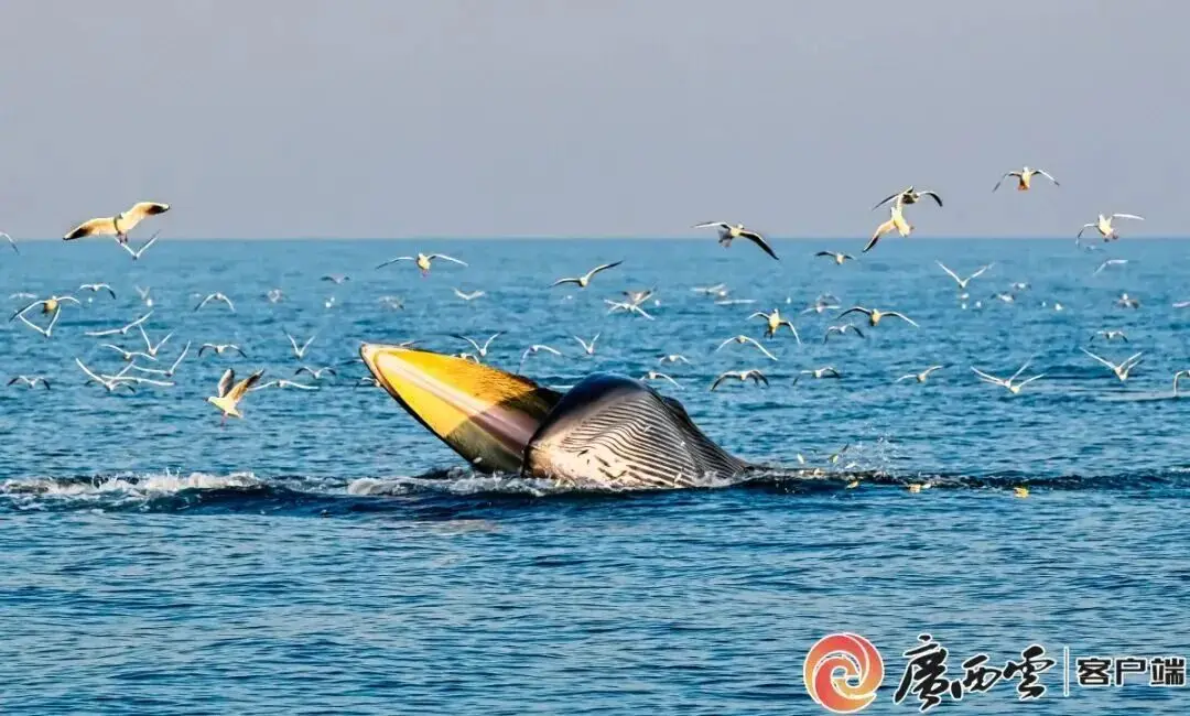 鲸鱼搁浅爆炸视频__岛鲸高难