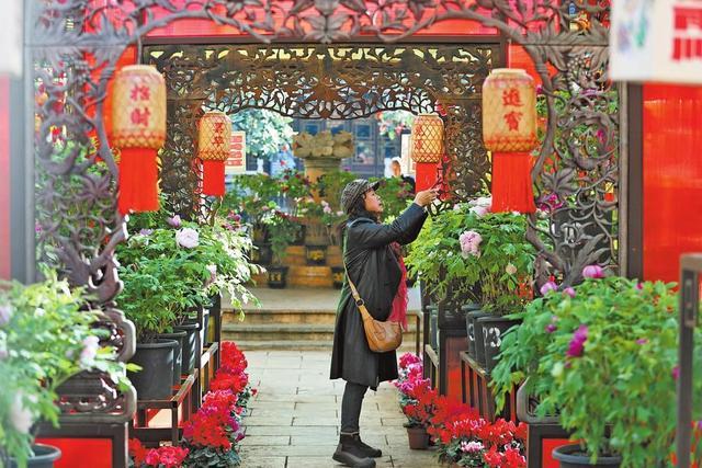 春城花事正浓时