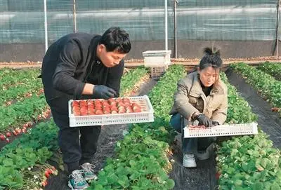 一颗草莓的中东旅行