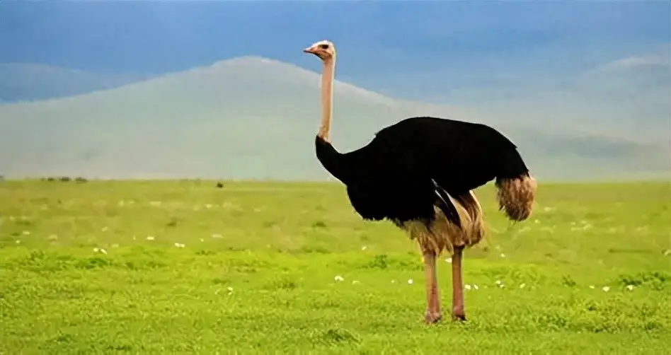 非洲草原上有十几万鸵鸟，肉多体壮没人惹，为啥连狮子也不敢碰？