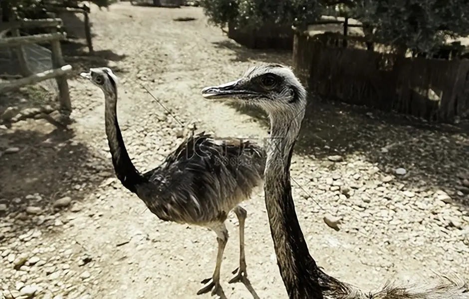 非洲草原上有十几万鸵鸟，肉多体壮没人惹，为啥连狮子也不敢碰？_非洲草原上有十几万鸵鸟，肉多体壮没人惹，为啥连狮子也不敢碰？_
