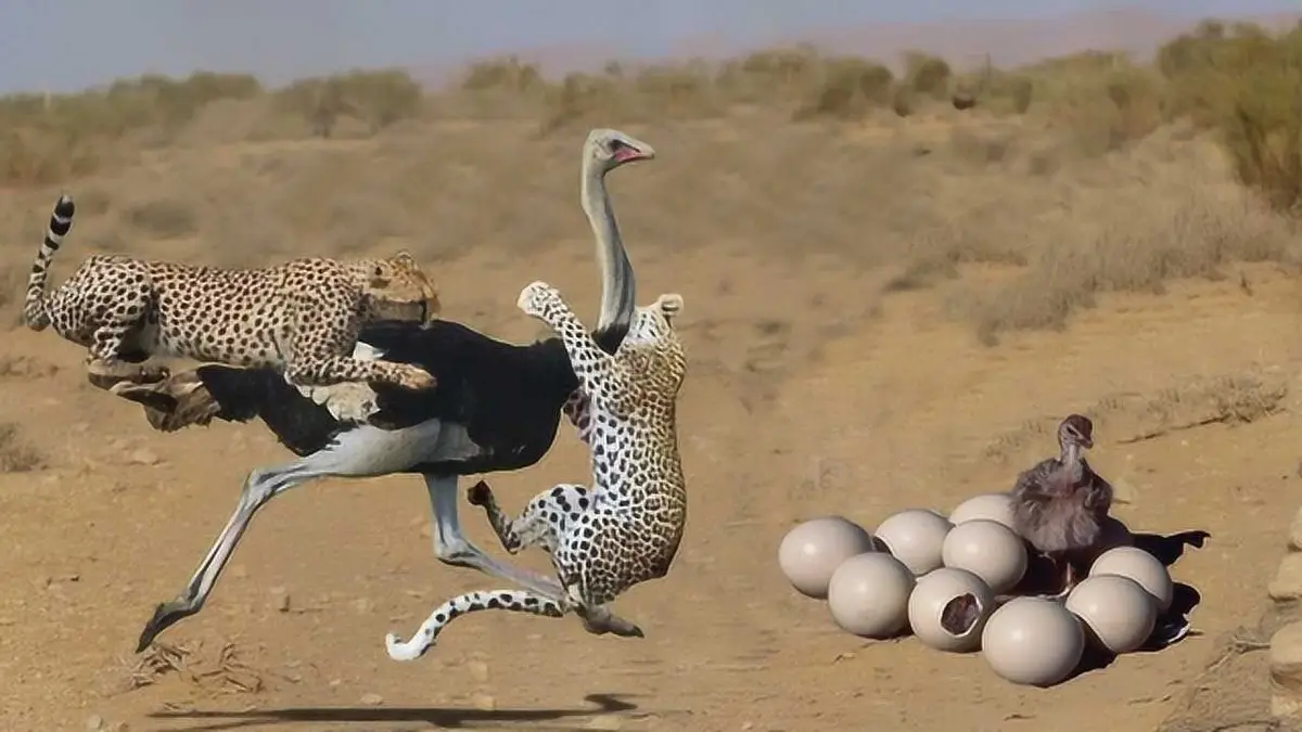 非洲草原上有十几万鸵鸟，肉多体壮没人惹，为啥连狮子也不敢碰？__非洲草原上有十几万鸵鸟，肉多体壮没人惹，为啥连狮子也不敢碰？