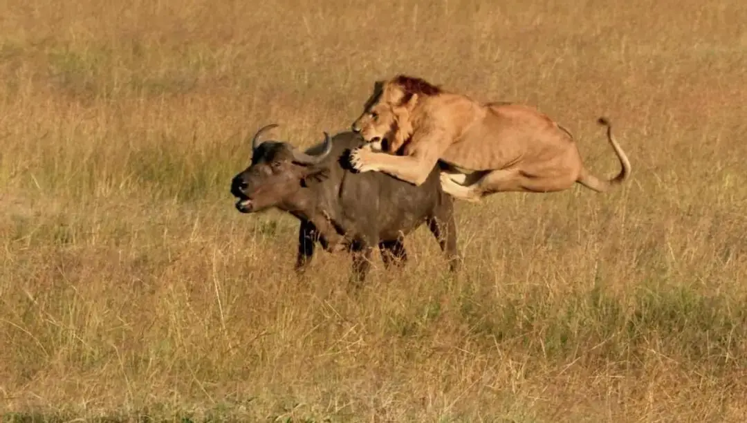 _非洲草原上有十几万鸵鸟，肉多体壮没人惹，为啥连狮子也不敢碰？_非洲草原上有十几万鸵鸟，肉多体壮没人惹，为啥连狮子也不敢碰？