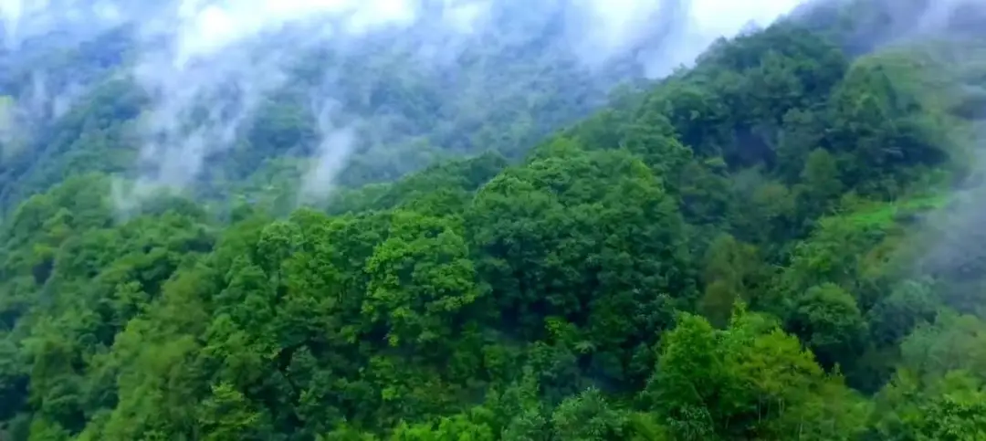 【游记 】 陇上江南的诗意栖居——阳坝梅园沟游记_【游记 】 陇上江南的诗意栖居——阳坝梅园沟游记_