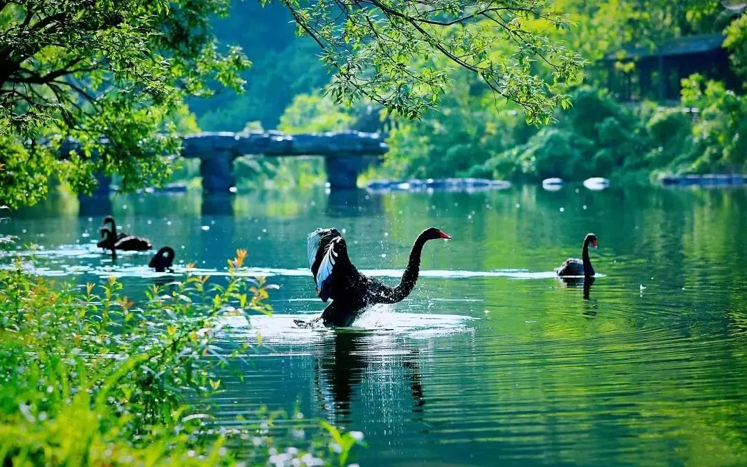 【游记 】 陇上江南的诗意栖居——阳坝梅园沟游记__【游记 】 陇上江南的诗意栖居——阳坝梅园沟游记