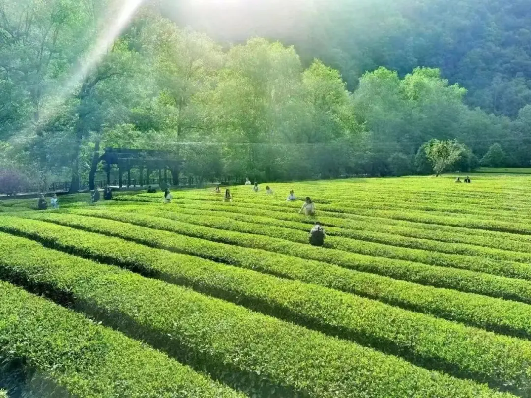 _【游记 】 陇上江南的诗意栖居——阳坝梅园沟游记_【游记 】 陇上江南的诗意栖居——阳坝梅园沟游记