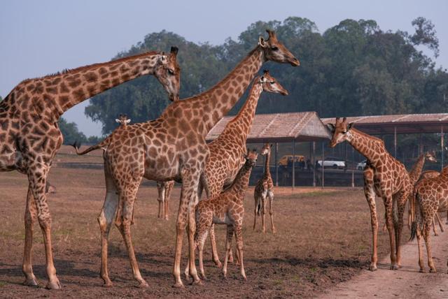 和乐春节和乐元宵的征文__和乐春节