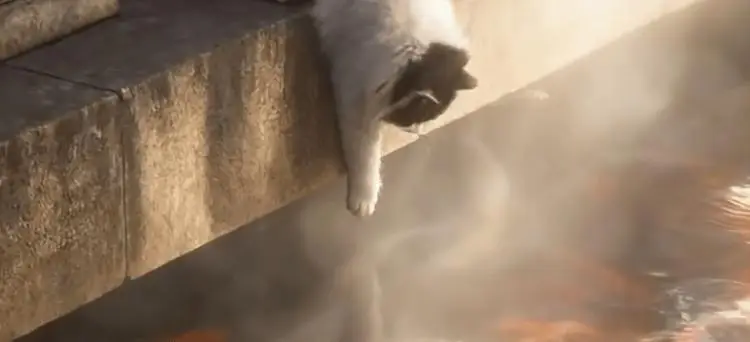 这届园方能处！猫抓了鱼，他们真给猫安排上了