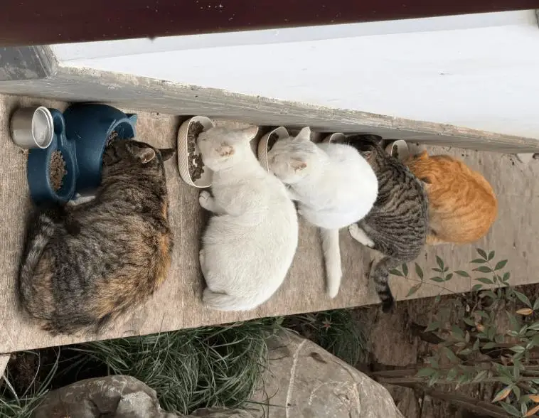 _猫抓大鱼_猫抓的鱼能吃吗