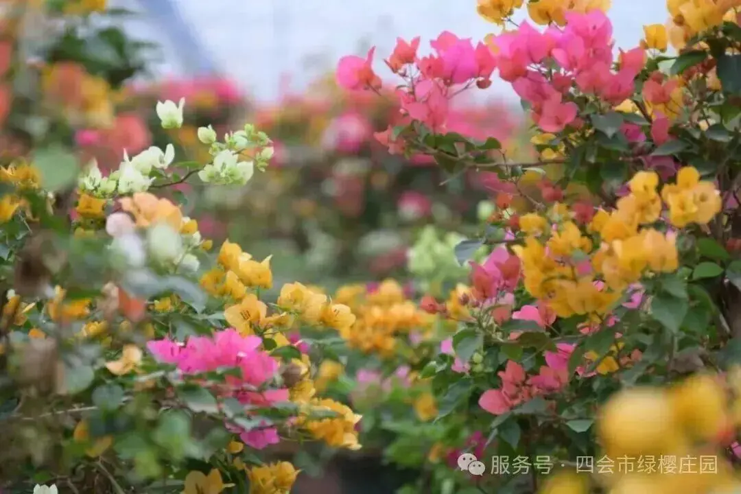 肇庆旅游攻略3日游_肇庆攻略旅游攻略_