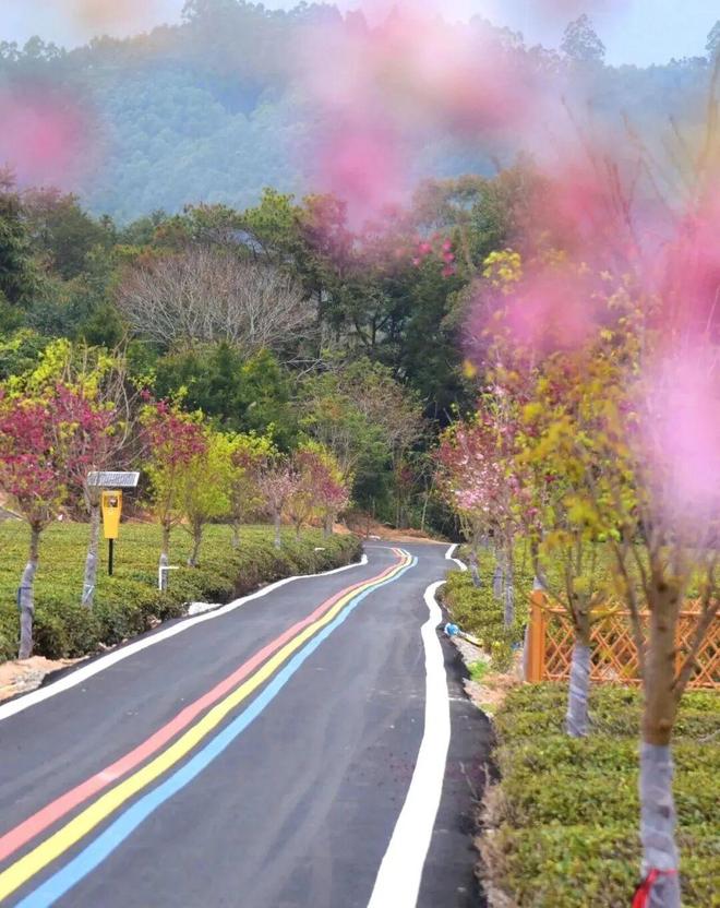 樱花新春主题大更新下载_樱花相伴_