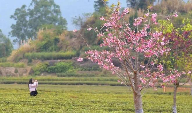 樱花新春主题大更新下载__樱花相伴