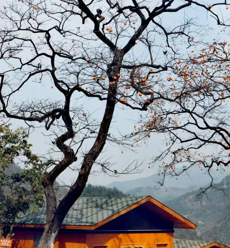 剑三春节活动攻略__问道手游春节活动攻略